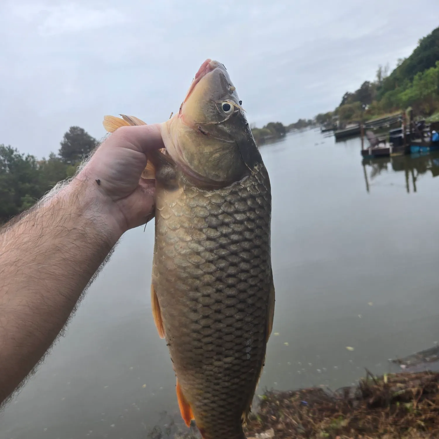 Common carp caught on Fishbrain