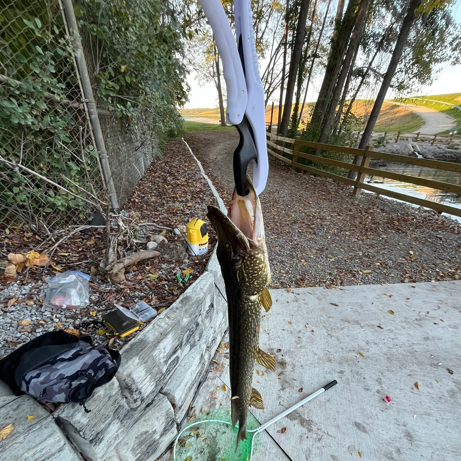 Northern pike caught on Fishbrain