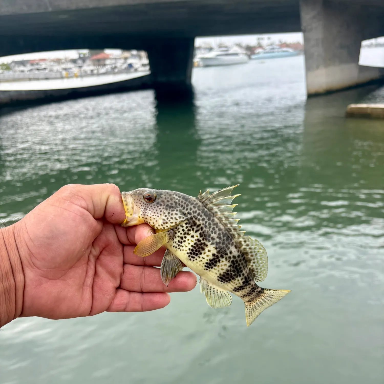Spotted sand bass caught on Fishbrain