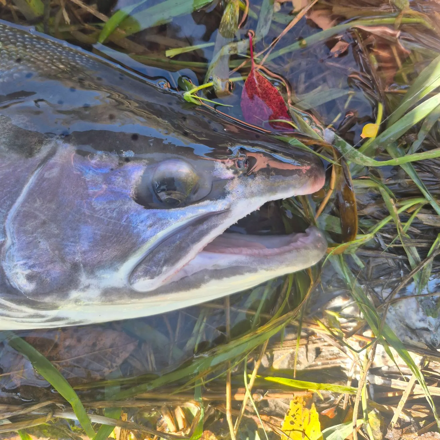 Steelhead caught on Fishbrain