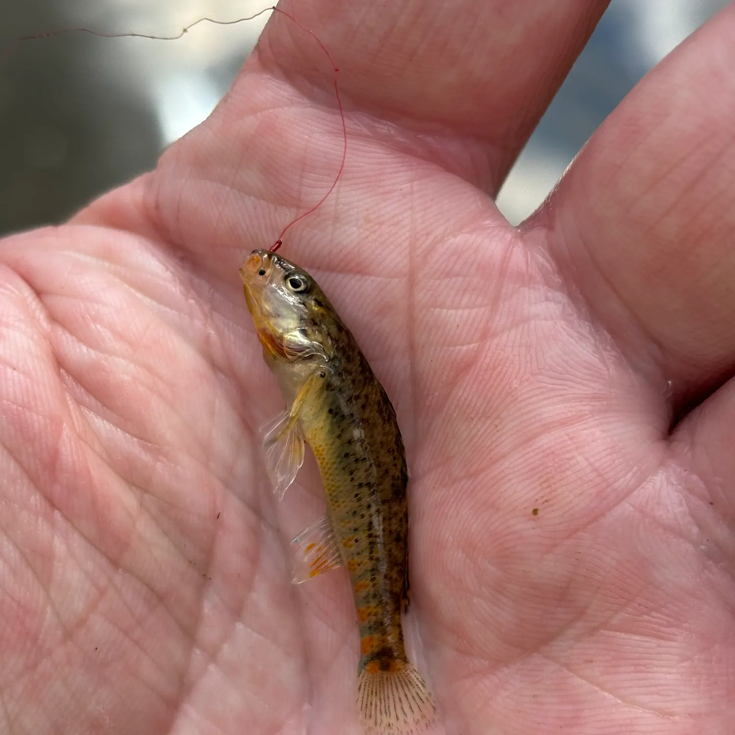 The most recent Rainbow darter catches on Fishbrain