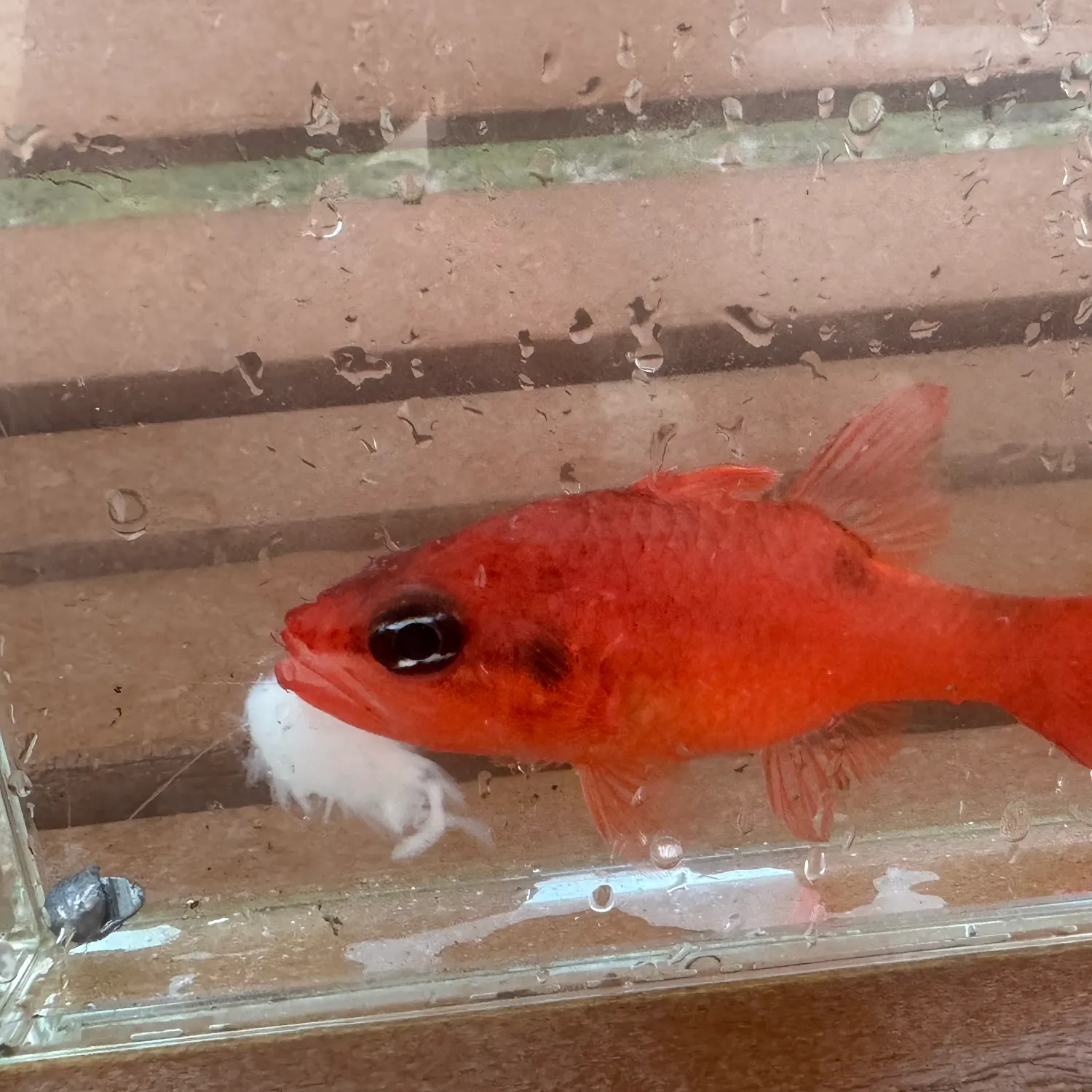 The most recent Flamefish catches on Fishbrain