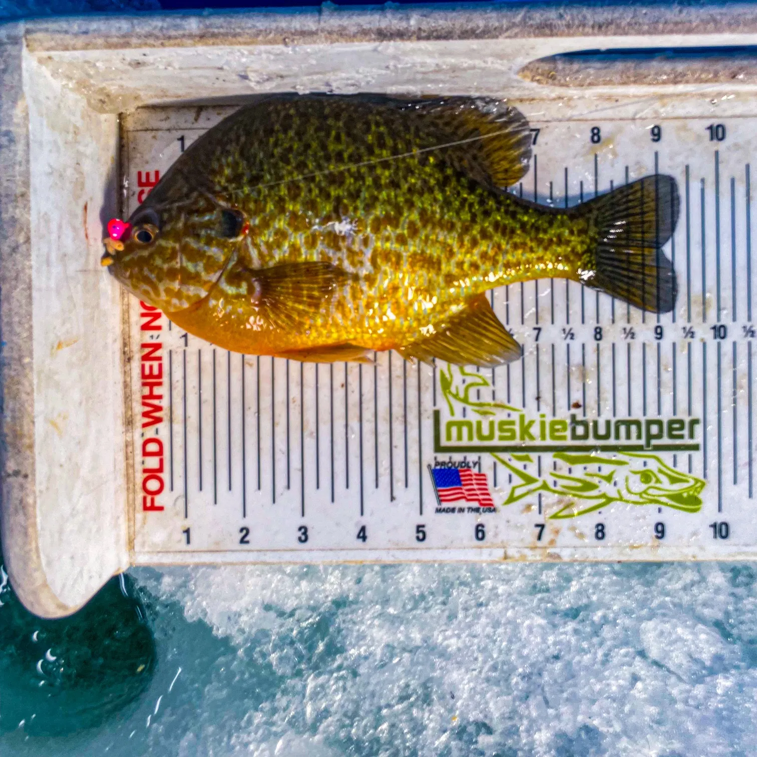 The most recent Pumpkinseed catches on Fishbrain