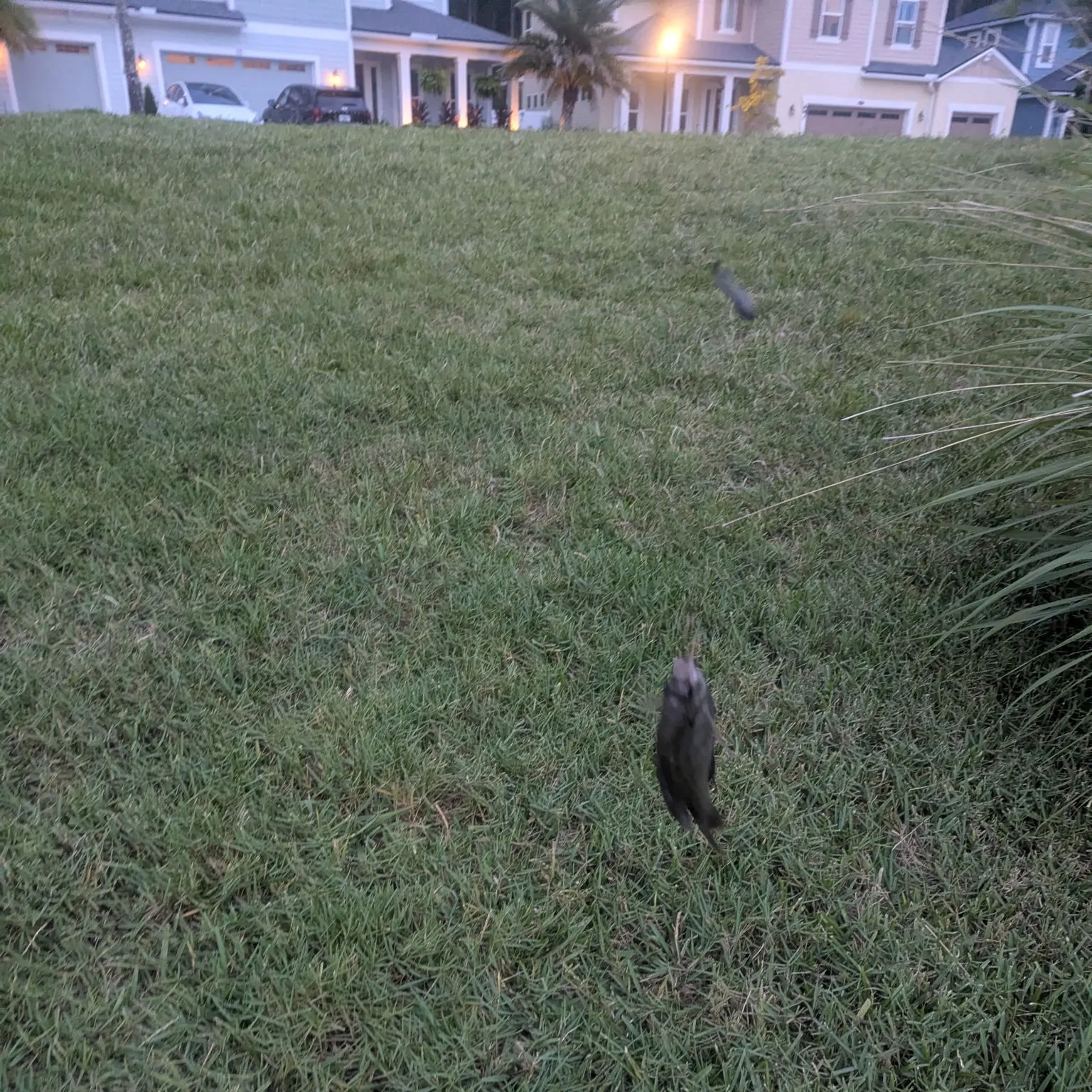 Fish caught on Fishbrain