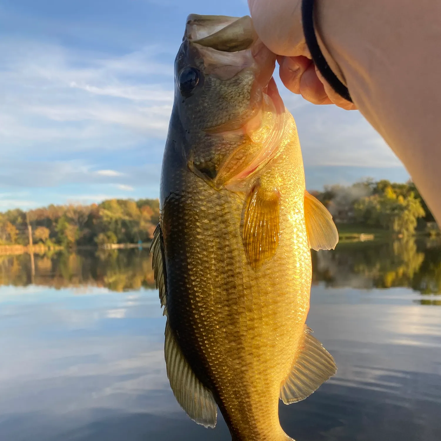 Largemouth bass caught on Fishbrain