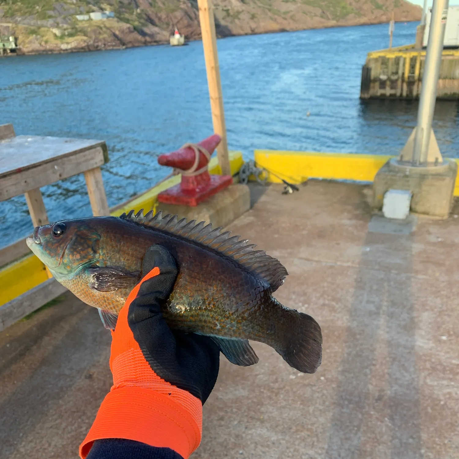 Cunner caught on Fishbrain