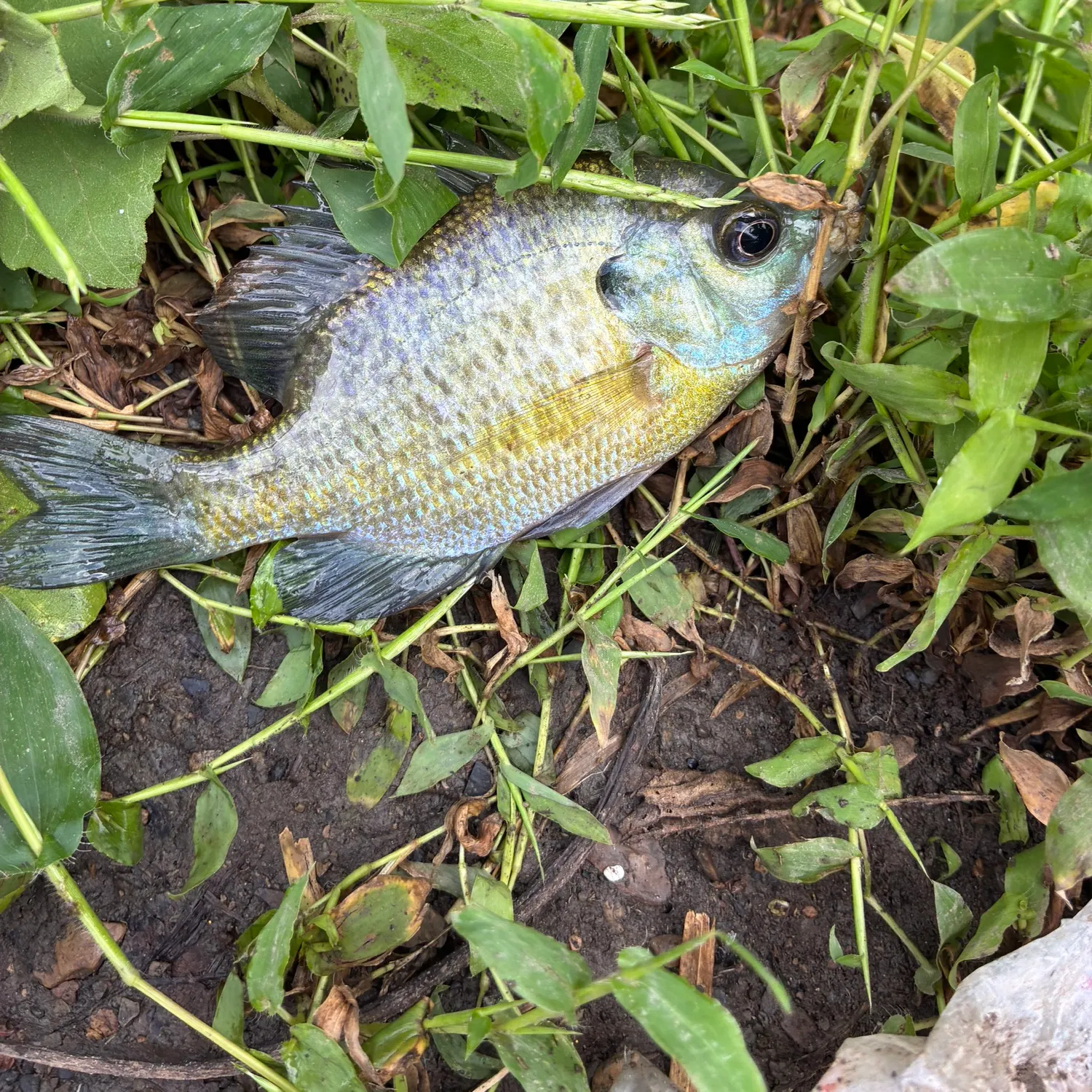 Greengill hybrid caught on Fishbrain