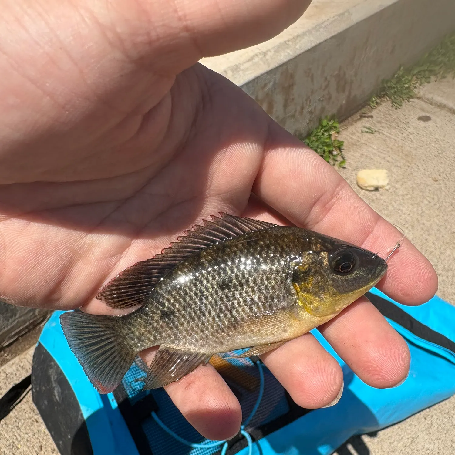 The most recent Mozambique tilapia catches on Fishbrain