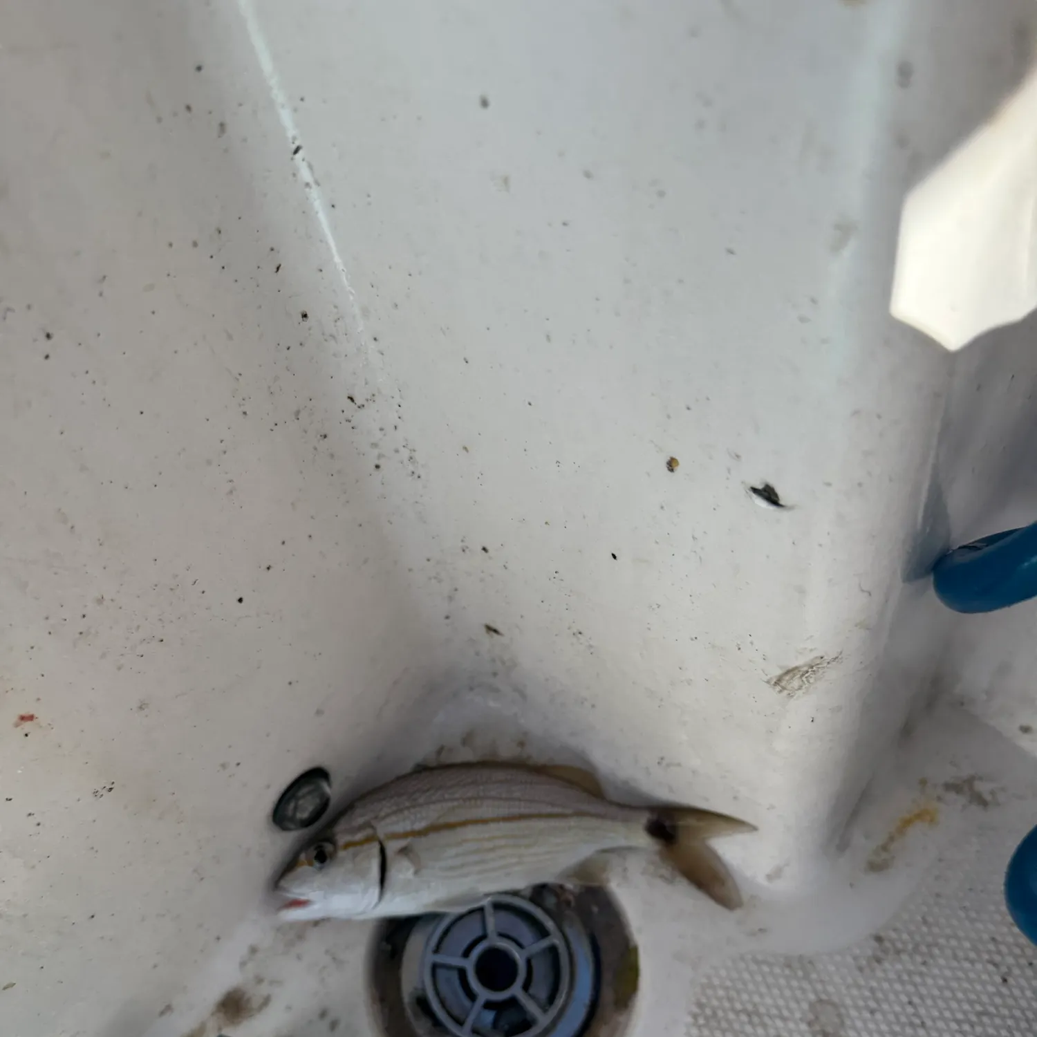 White grunt caught on Fishbrain