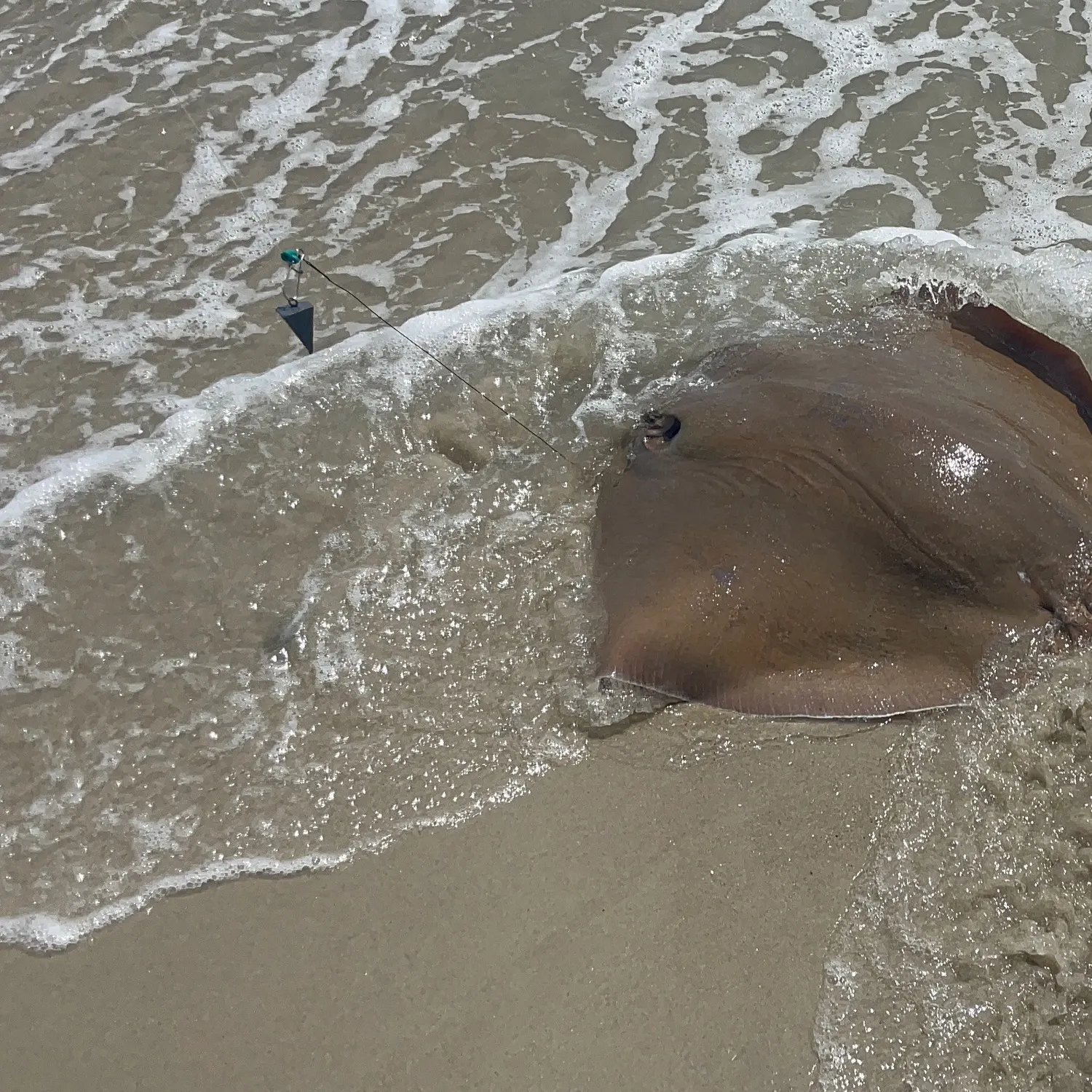The most recent Bluntnose stingray catches on Fishbrain