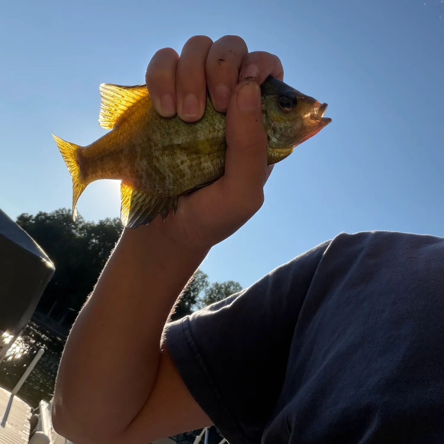 Bluegill caught on Fishbrain