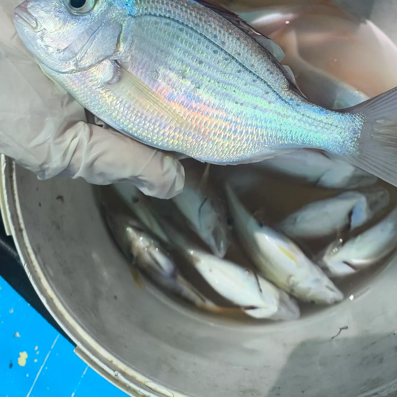 The most recent Common pandora catches on Fishbrain