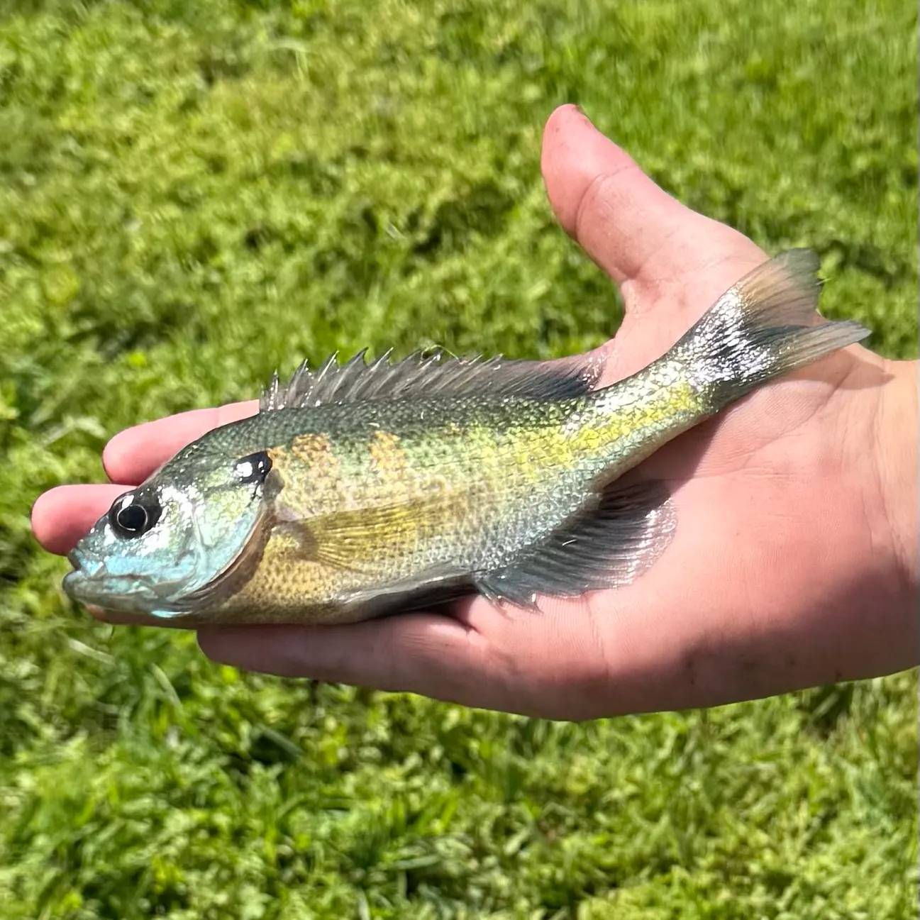 Bluegill caught on Fishbrain