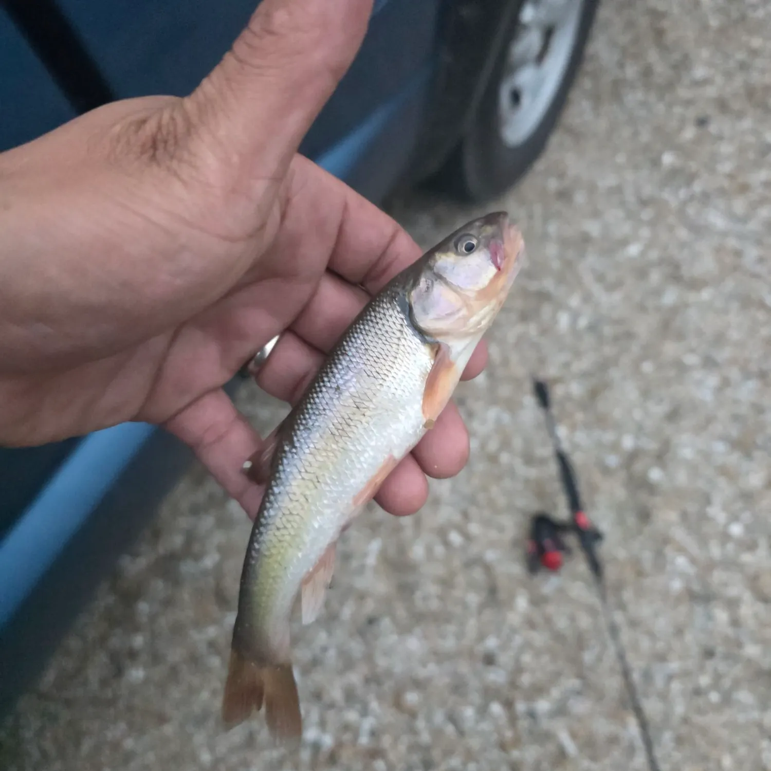 Creek chub caught on Fishbrain
