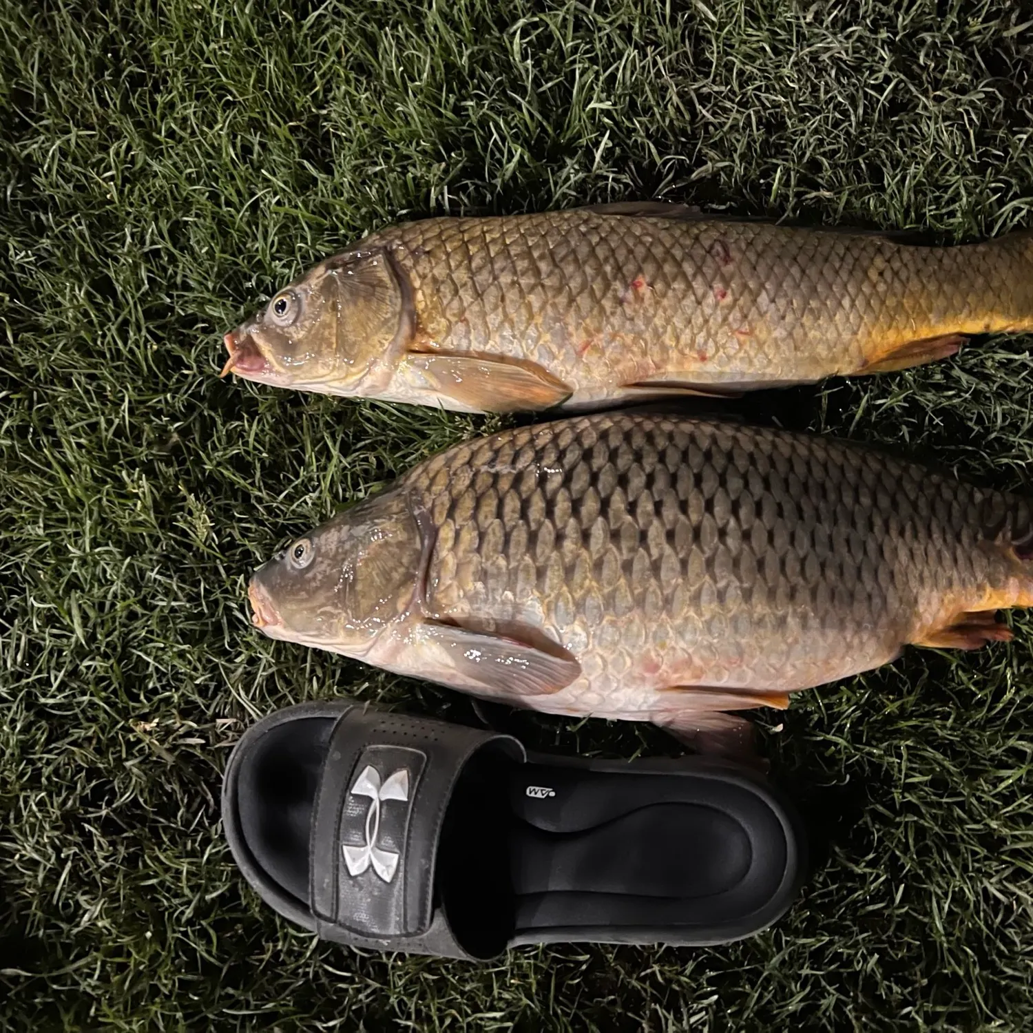 Common carp caught on Fishbrain