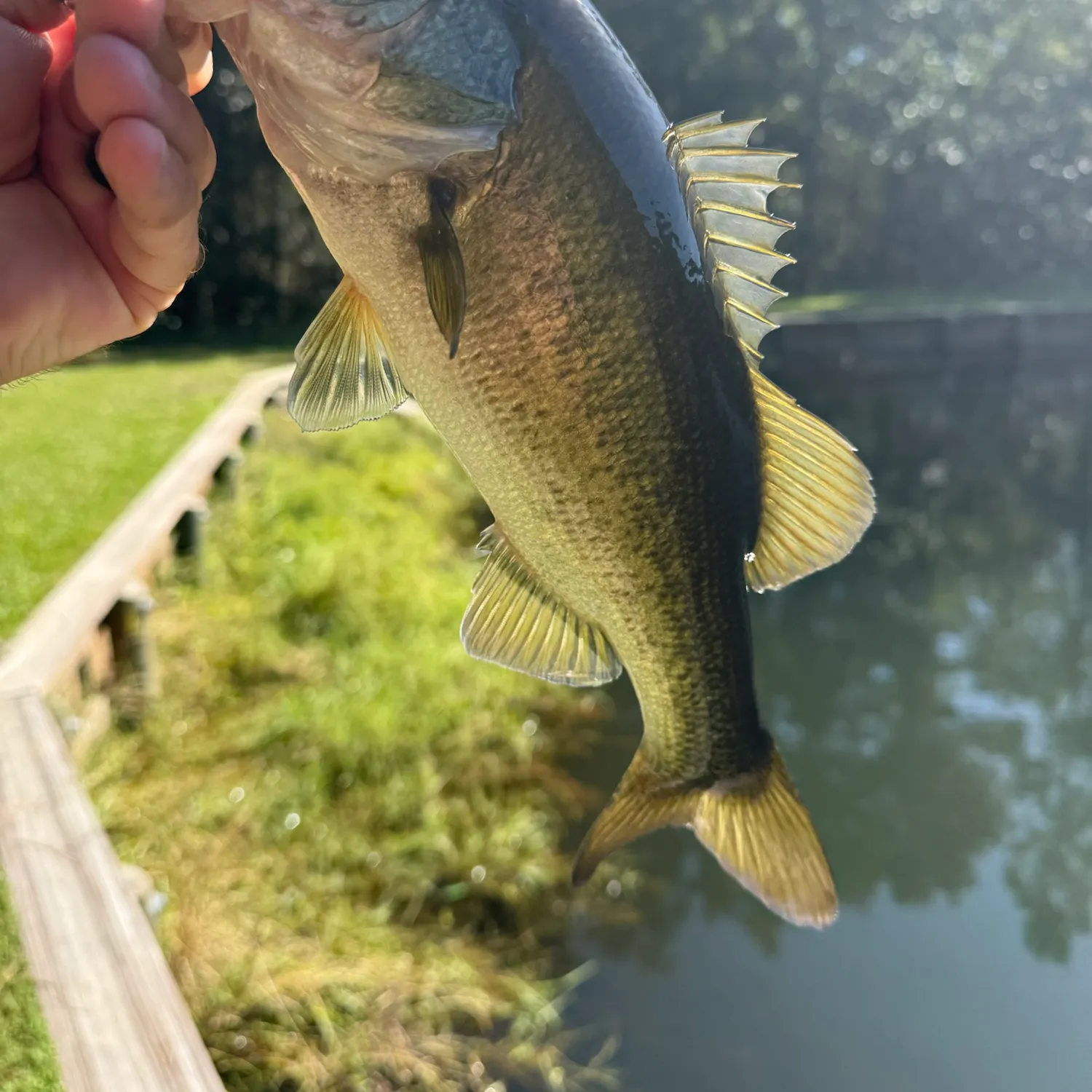 Largemouth bass caught on Fishbrain