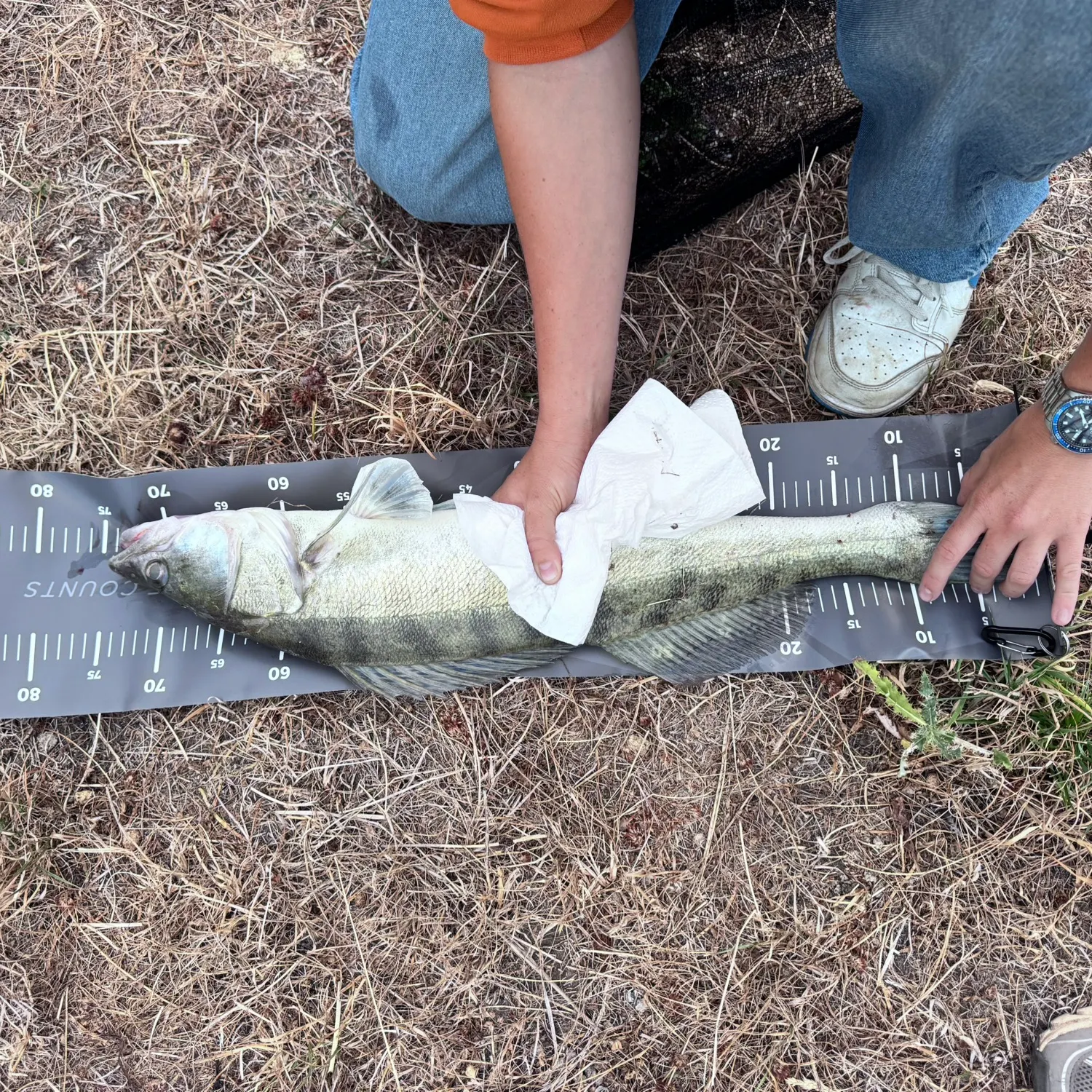 Zander caught on Fishbrain