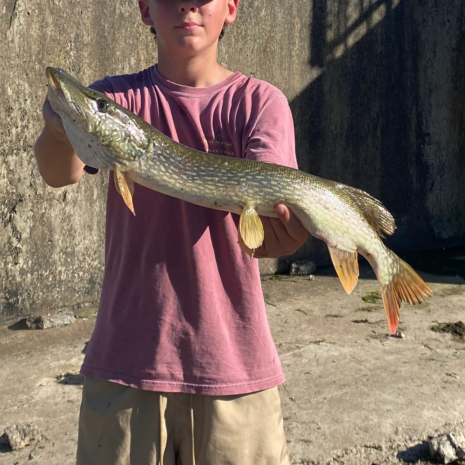 Northern pike caught on Fishbrain