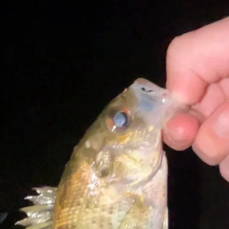Rock bass caught on Fishbrain