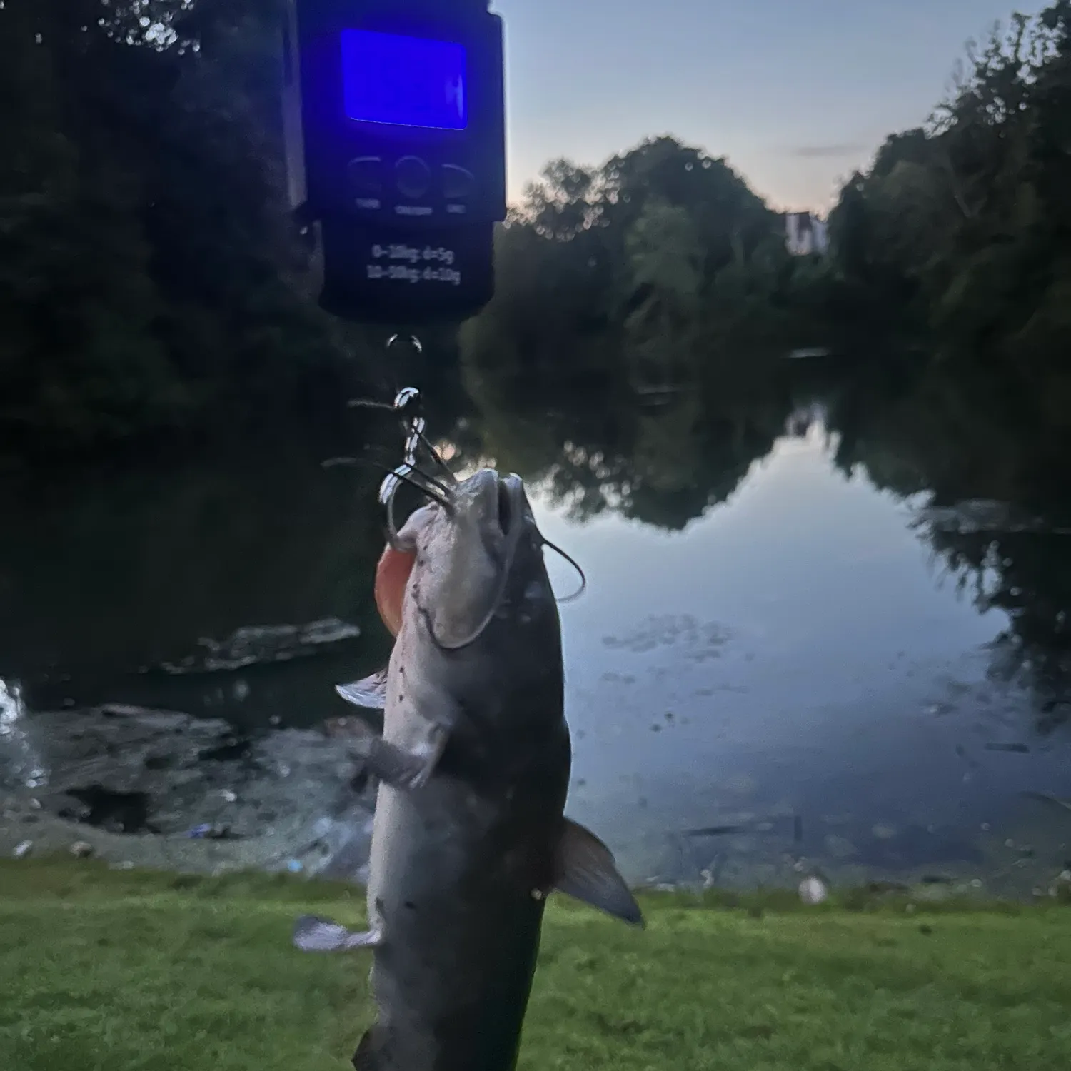 Channel catfish caught on Fishbrain