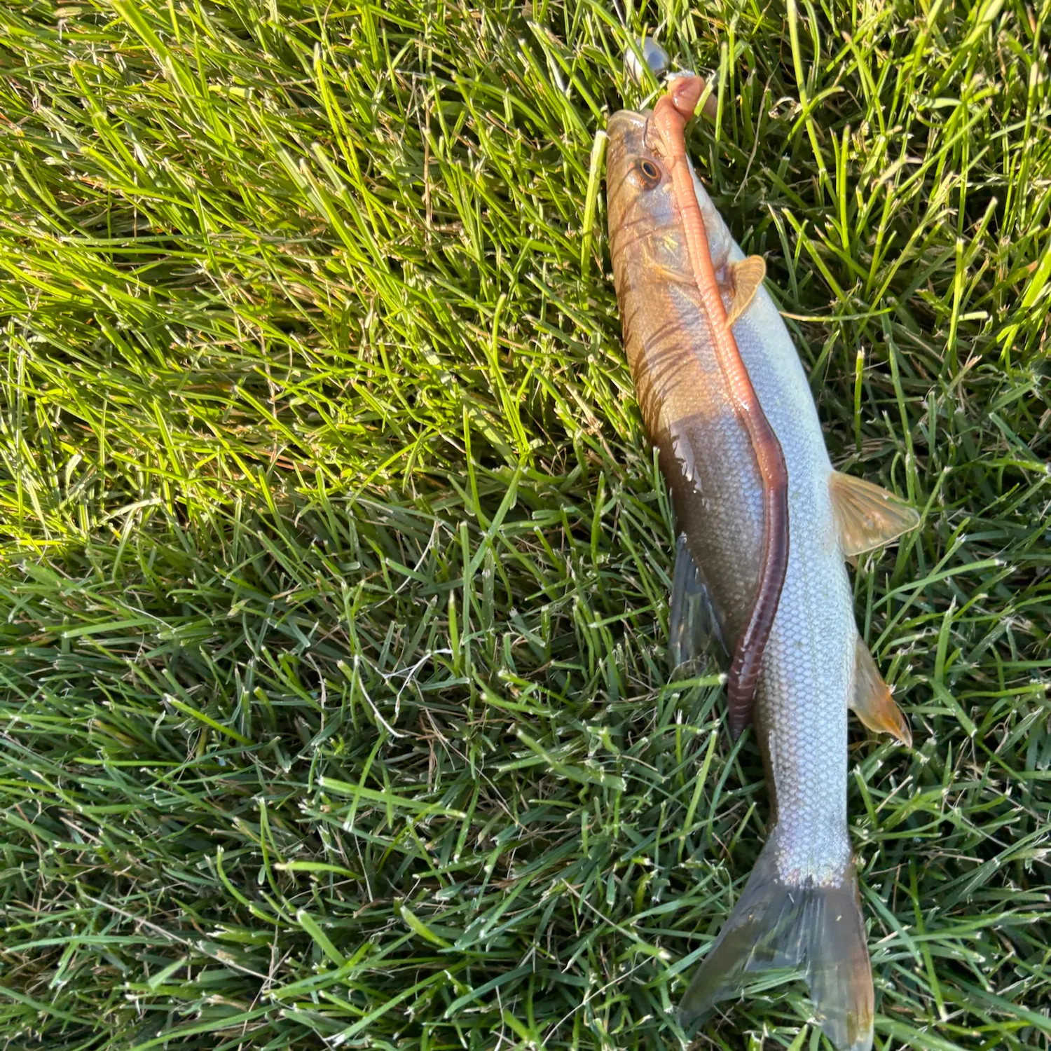 Northern pikeminnow caught on Fishbrain