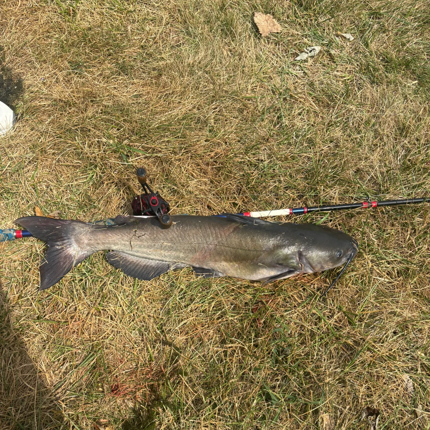 Channel catfish caught on Fishbrain