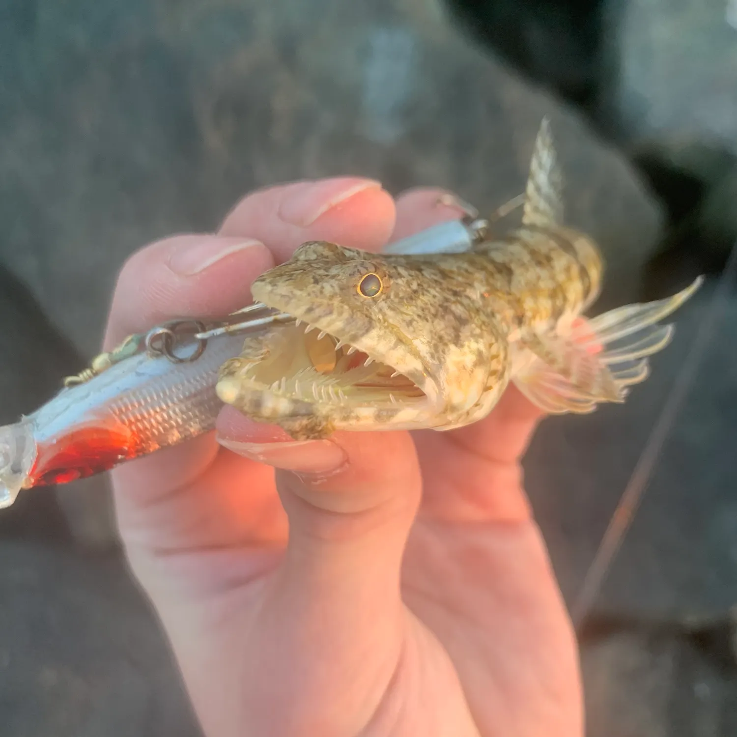 The most recent Atlantic lizardfish catches on Fishbrain