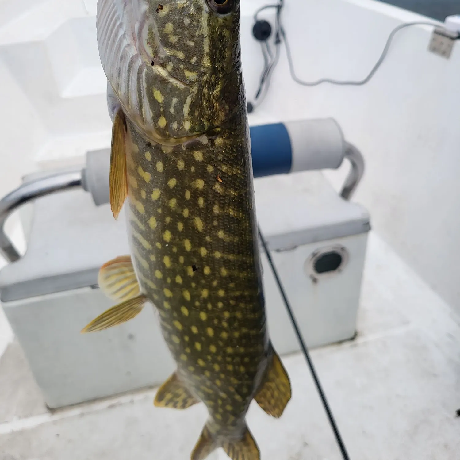 Northern pike caught on Fishbrain