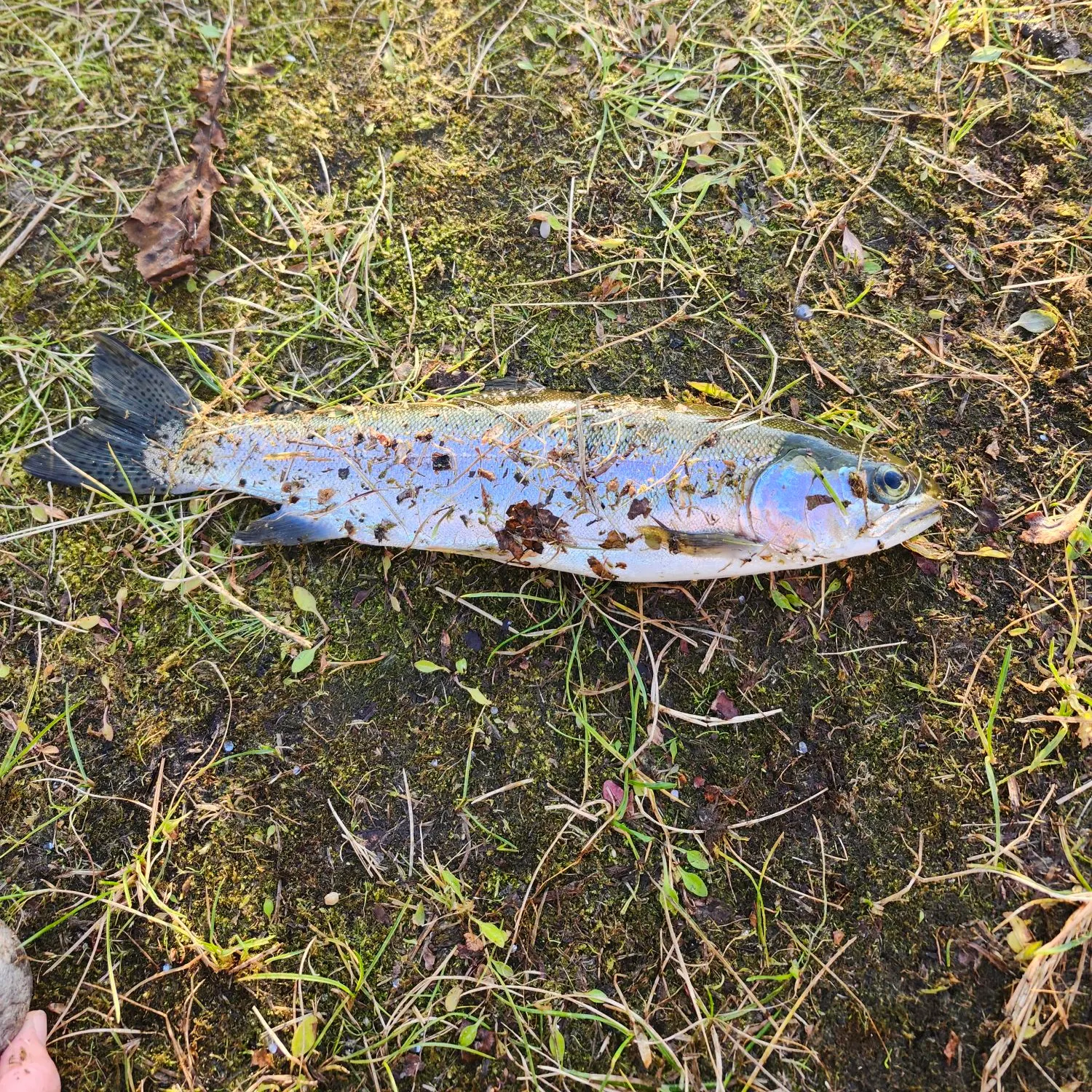 Rainbow trout caught on Fishbrain