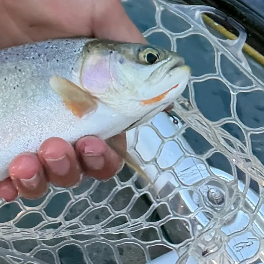 The most recent Westlope cutthroat trout catches on Fishbrain
