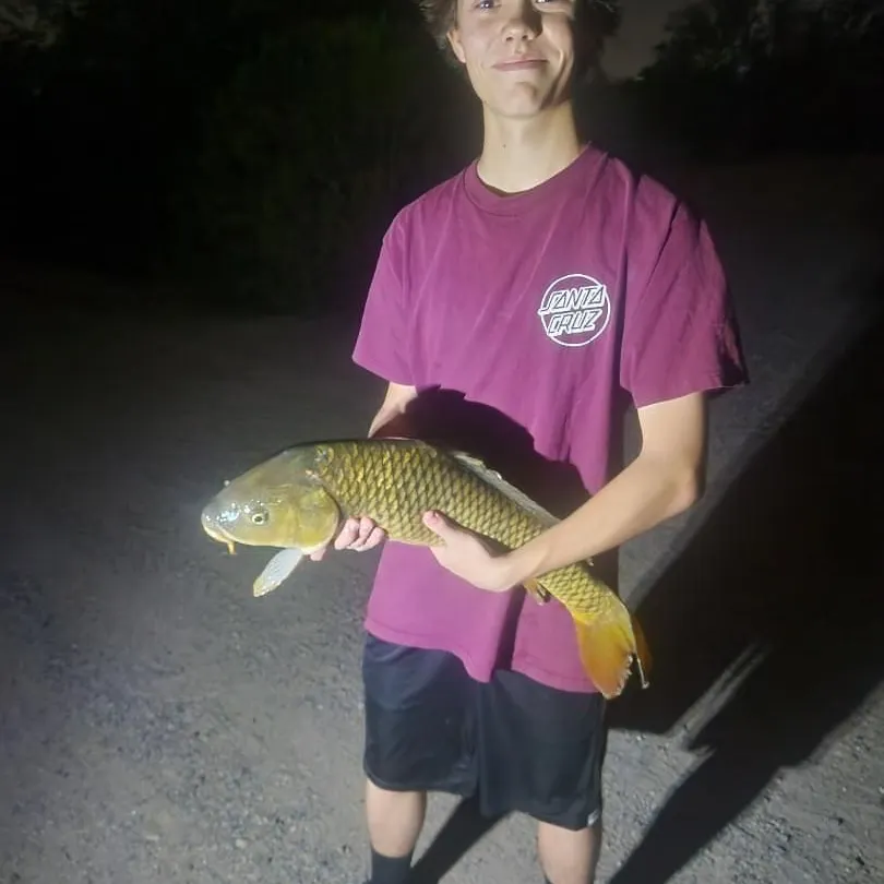 Common carp caught on Fishbrain