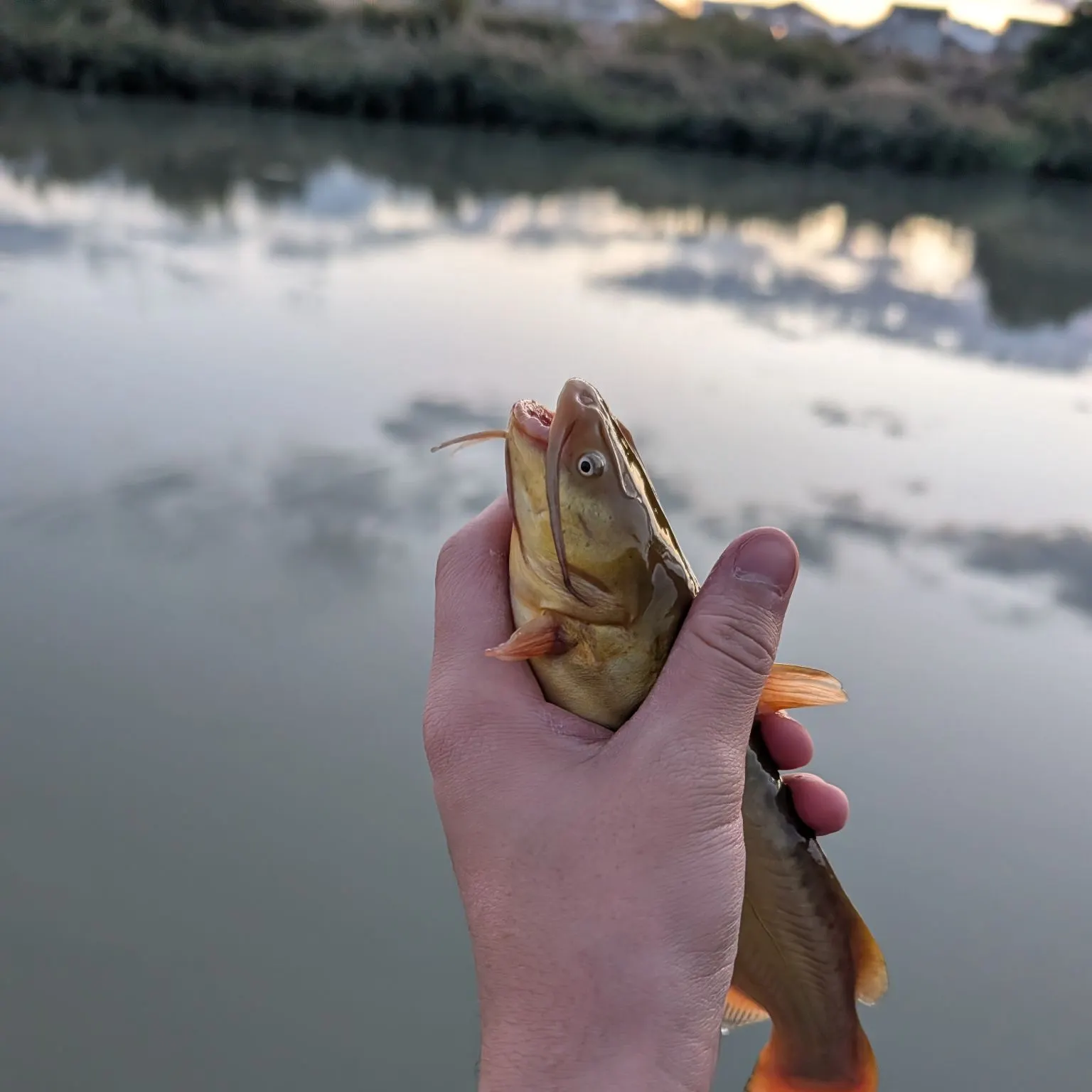 Black bullhead caught on Fishbrain