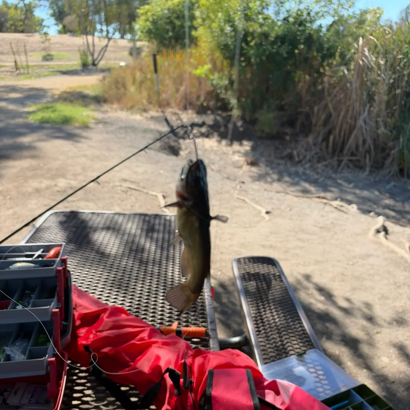 Channel catfish caught on Fishbrain