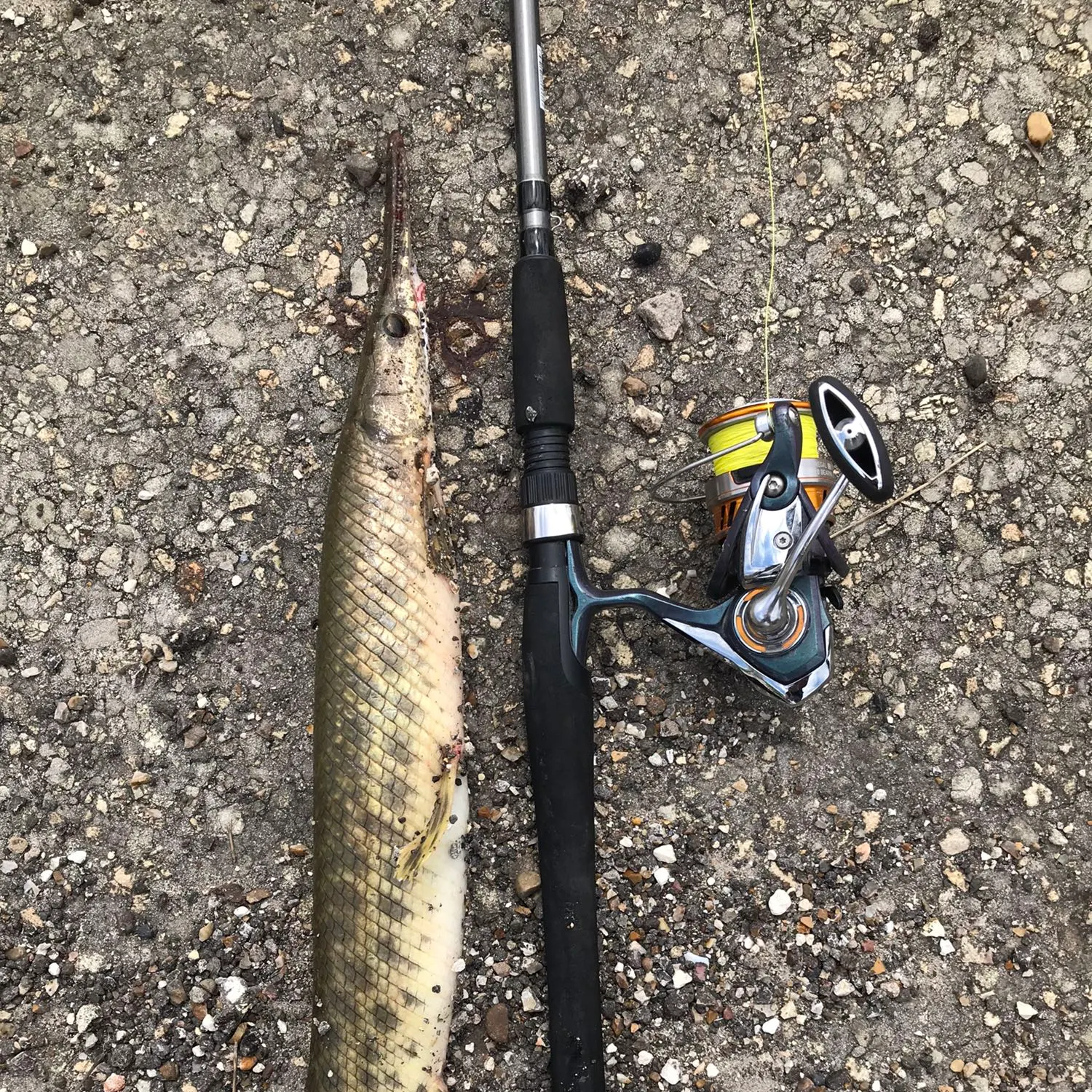 recently logged catches