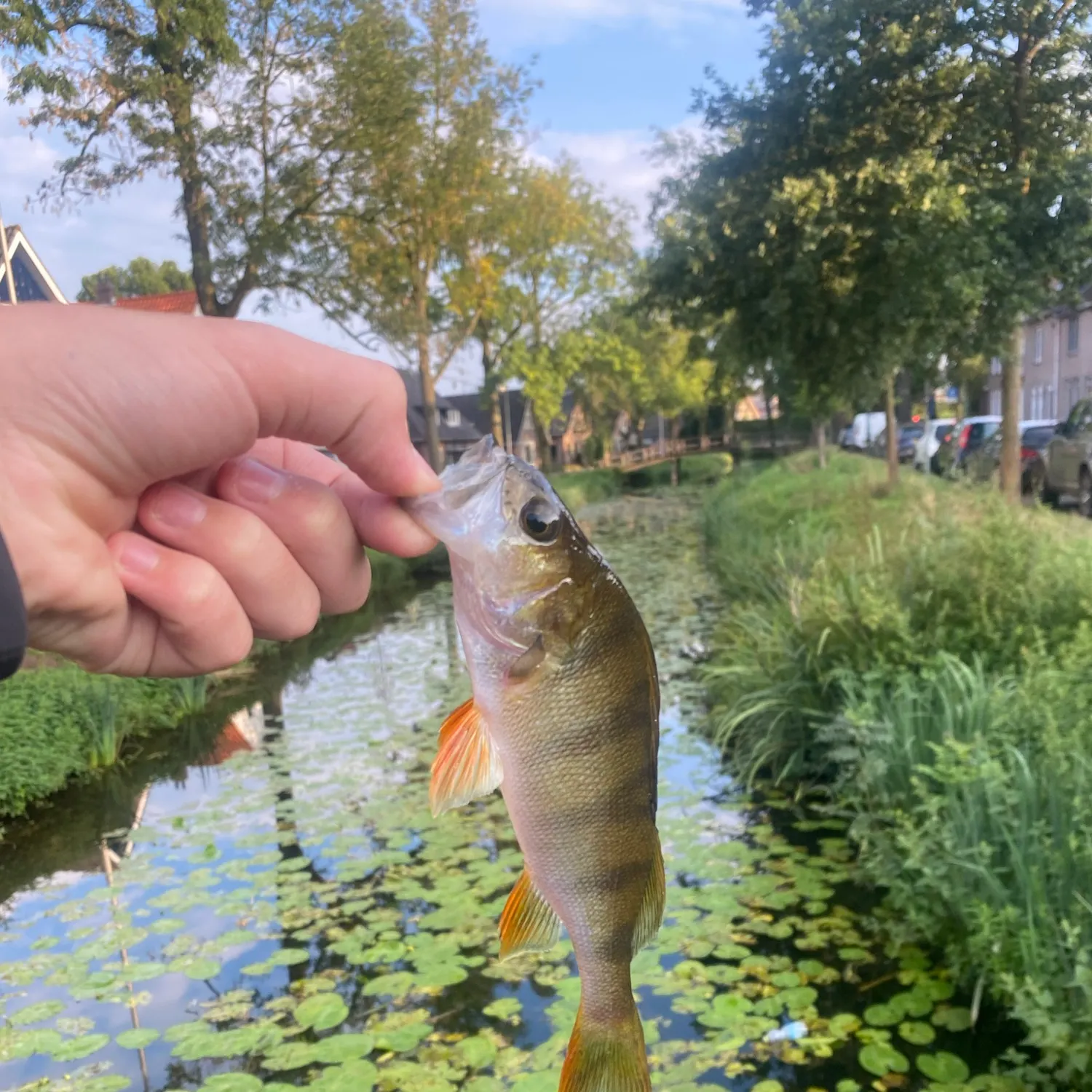 European perch caught on Fishbrain