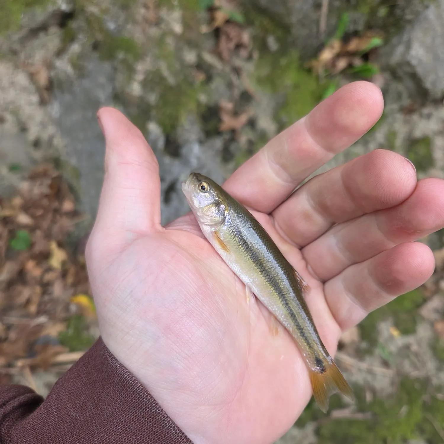 Creek chub caught on Fishbrain