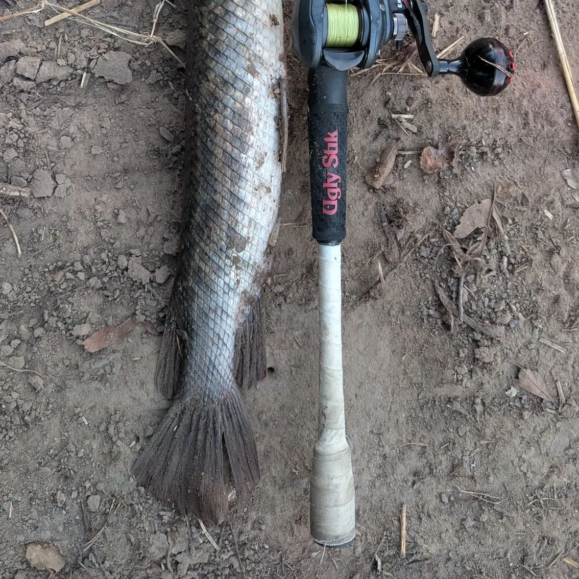 Shortnose gar caught on Fishbrain