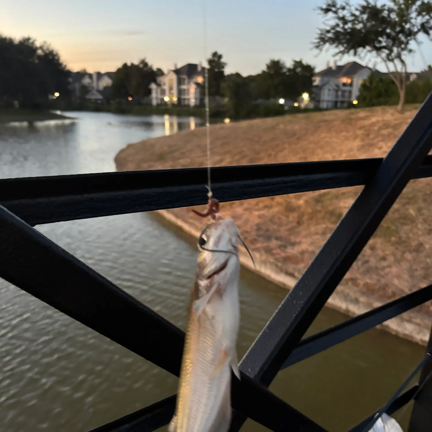 Channel catfish caught on Fishbrain