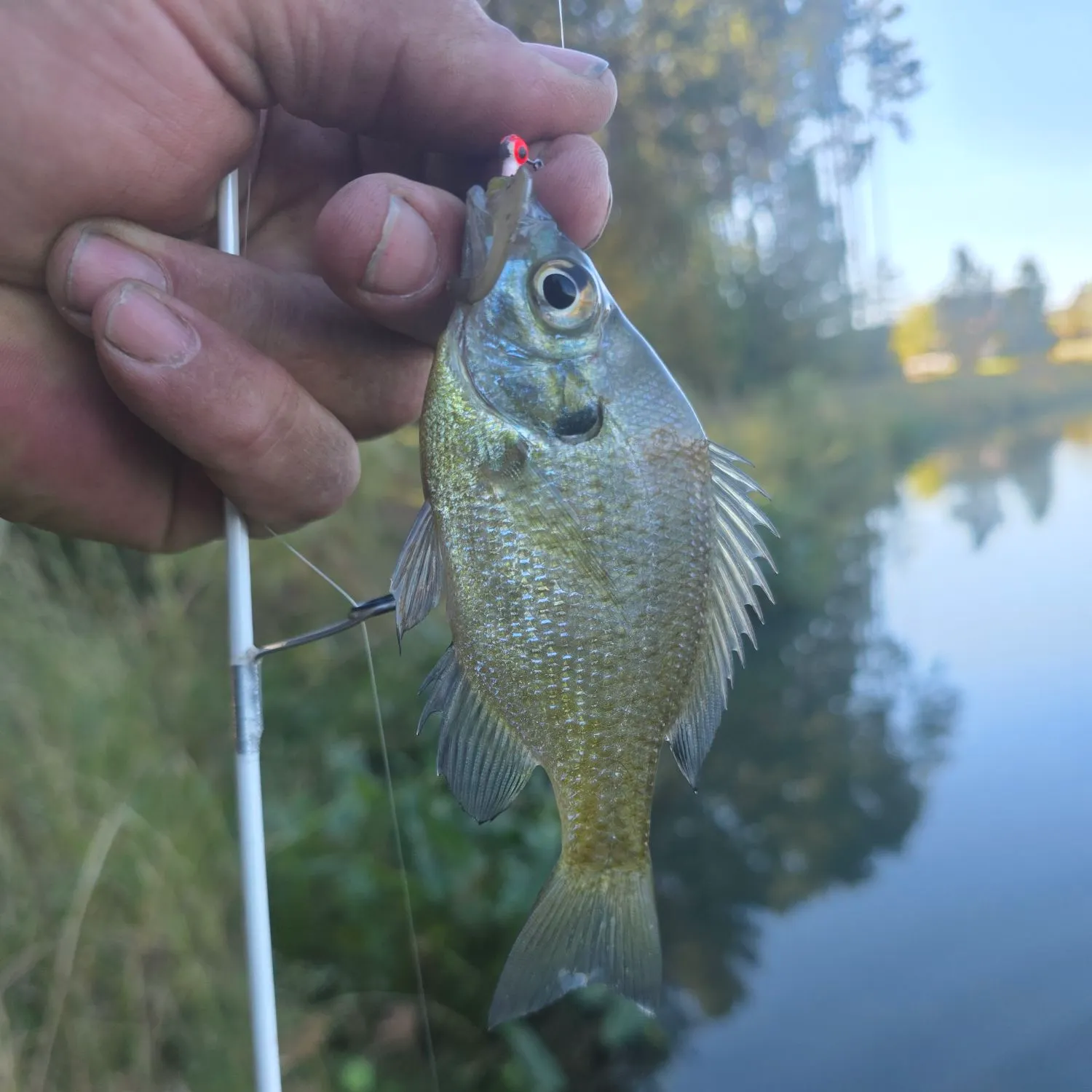 Bluegill caught on Fishbrain