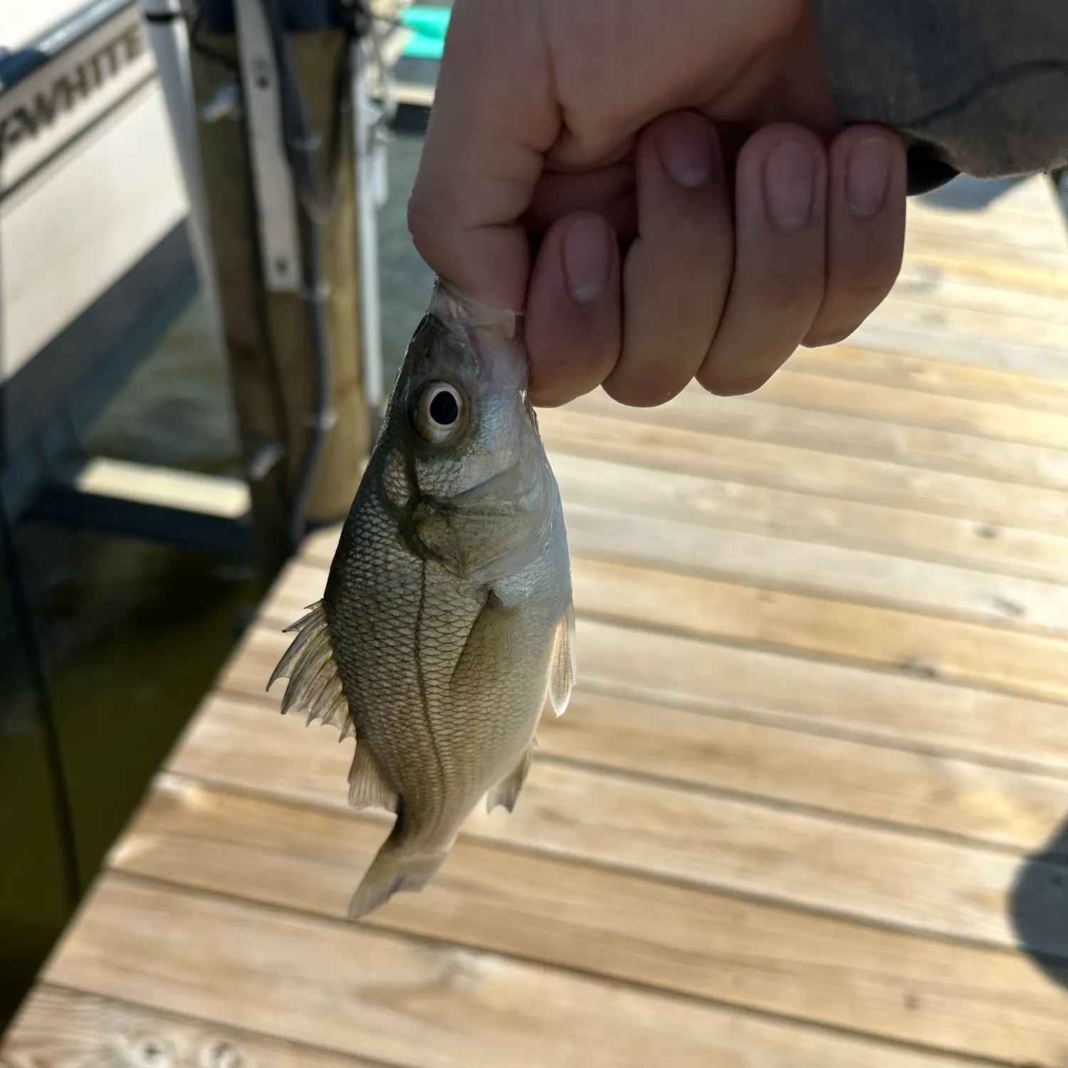 White perch caught on Fishbrain