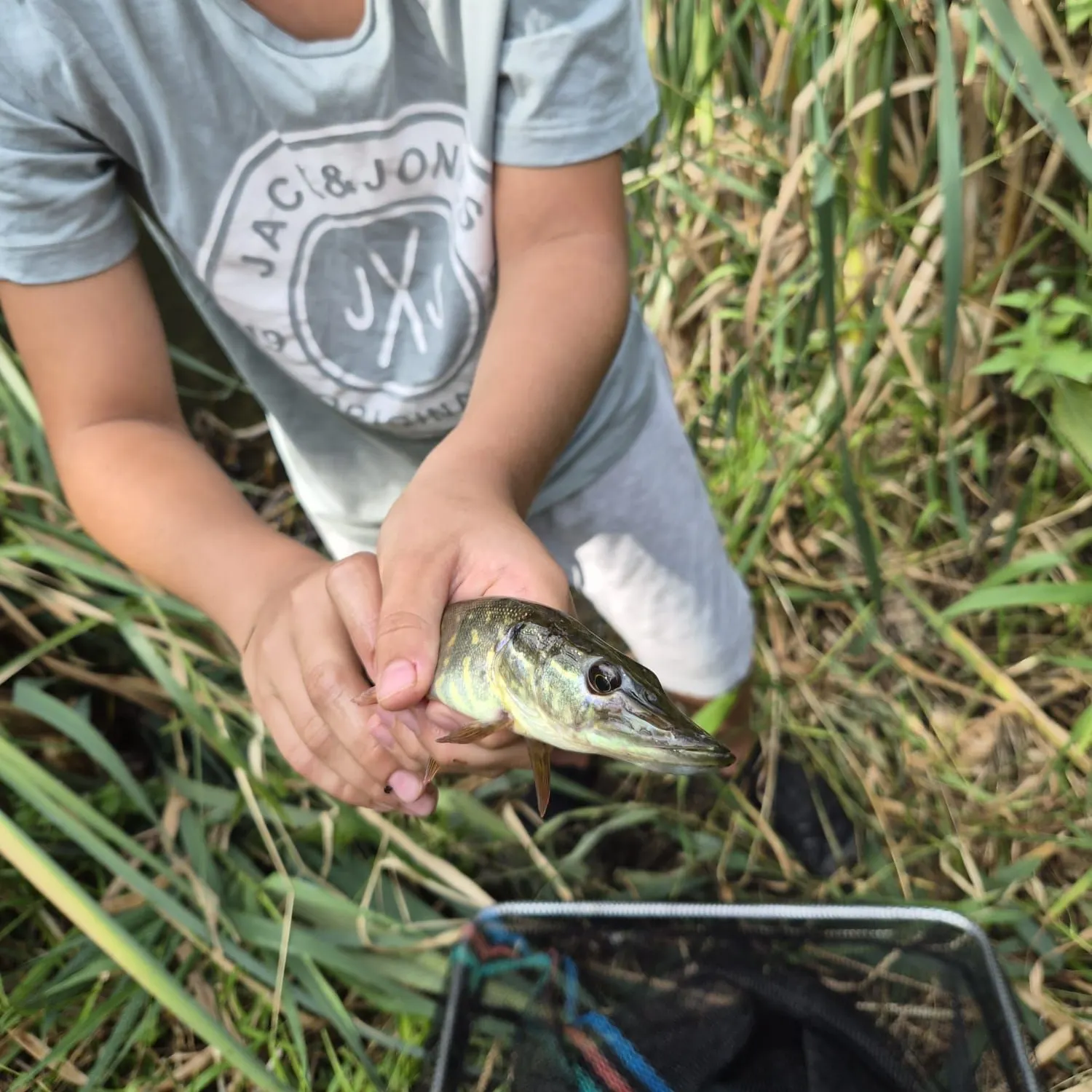 Northern pike caught on Fishbrain