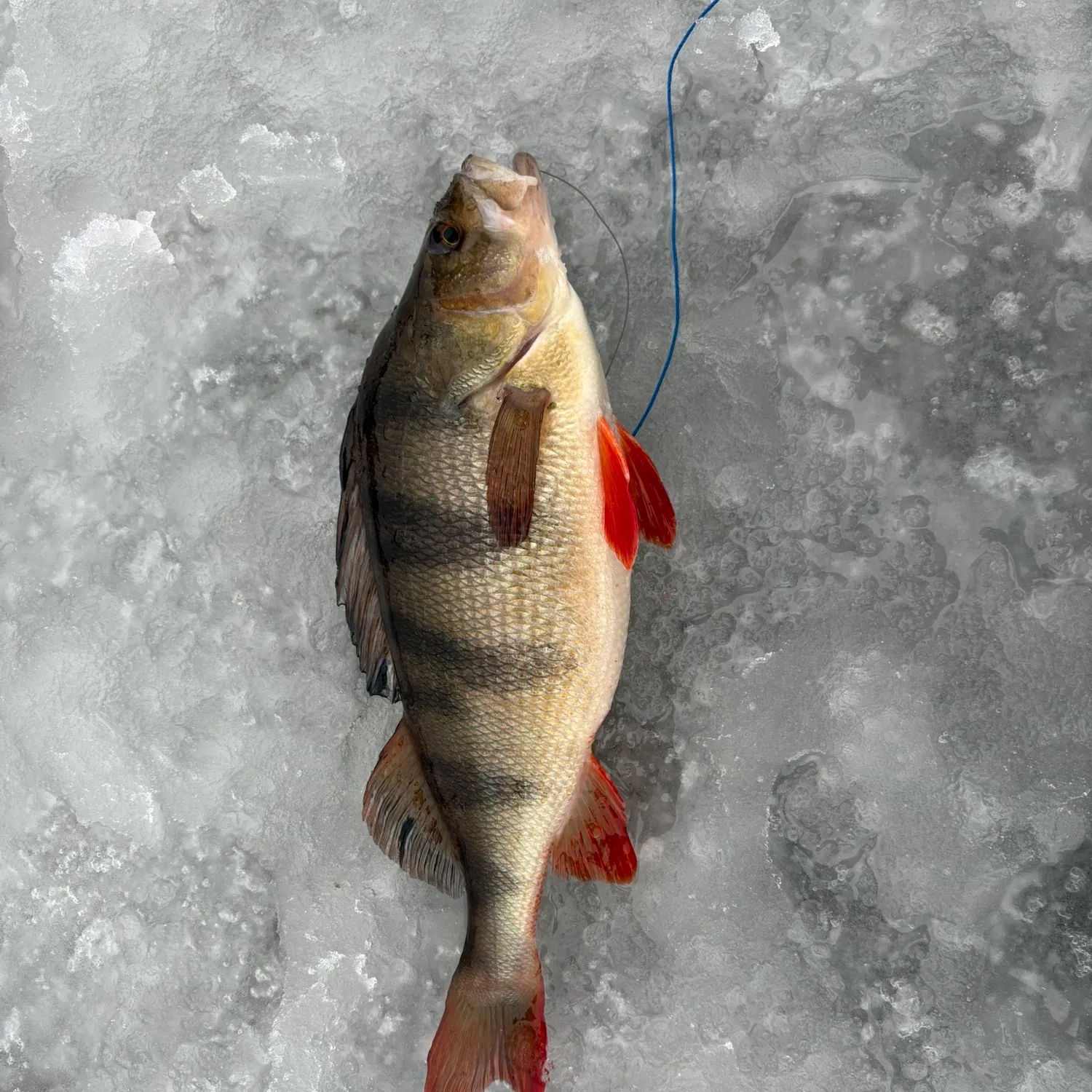 The most recent European perch catches on Fishbrain