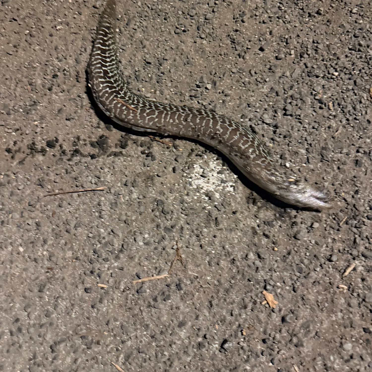 The most recent Starry moray catches on Fishbrain