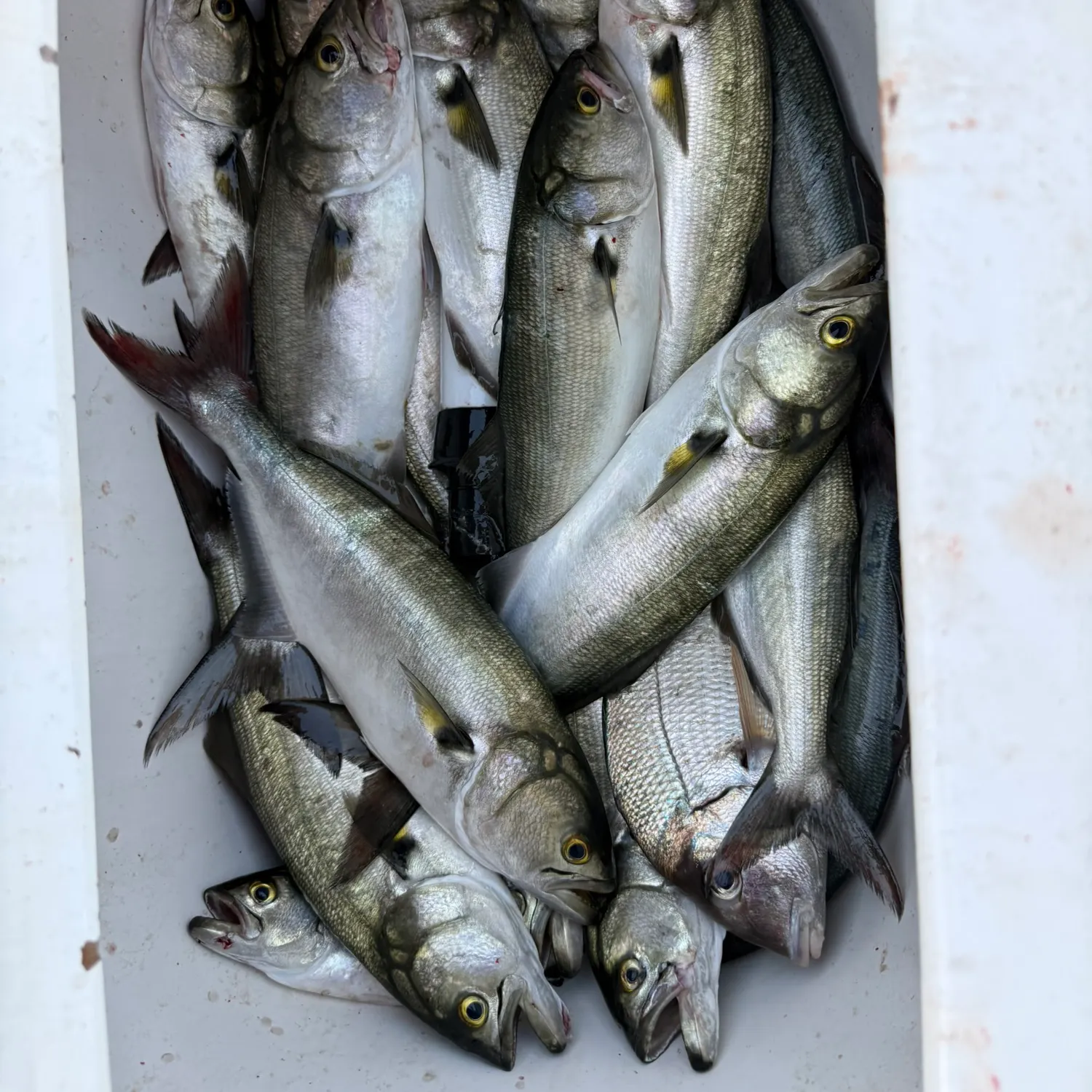 Bluefish caught on Fishbrain