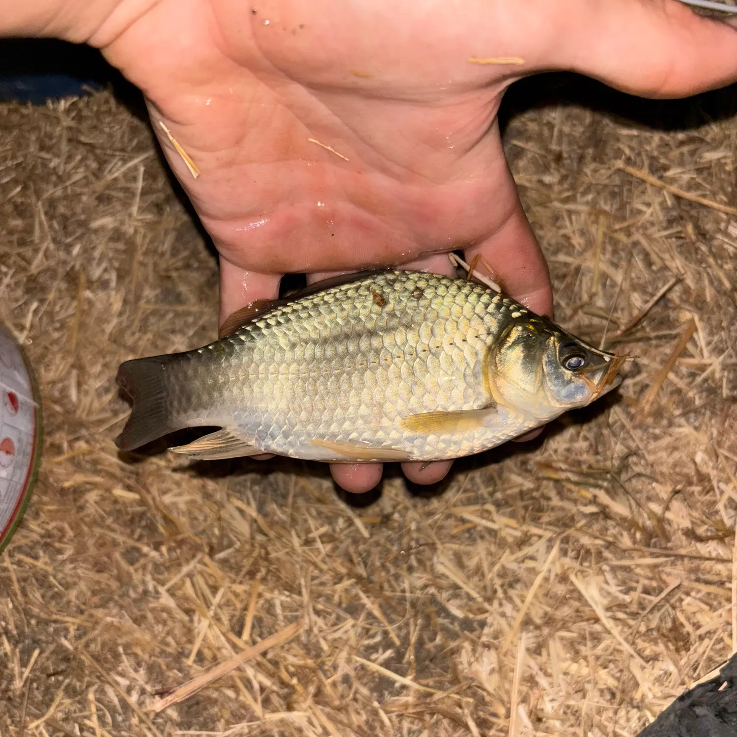 Crucian carp caught on Fishbrain