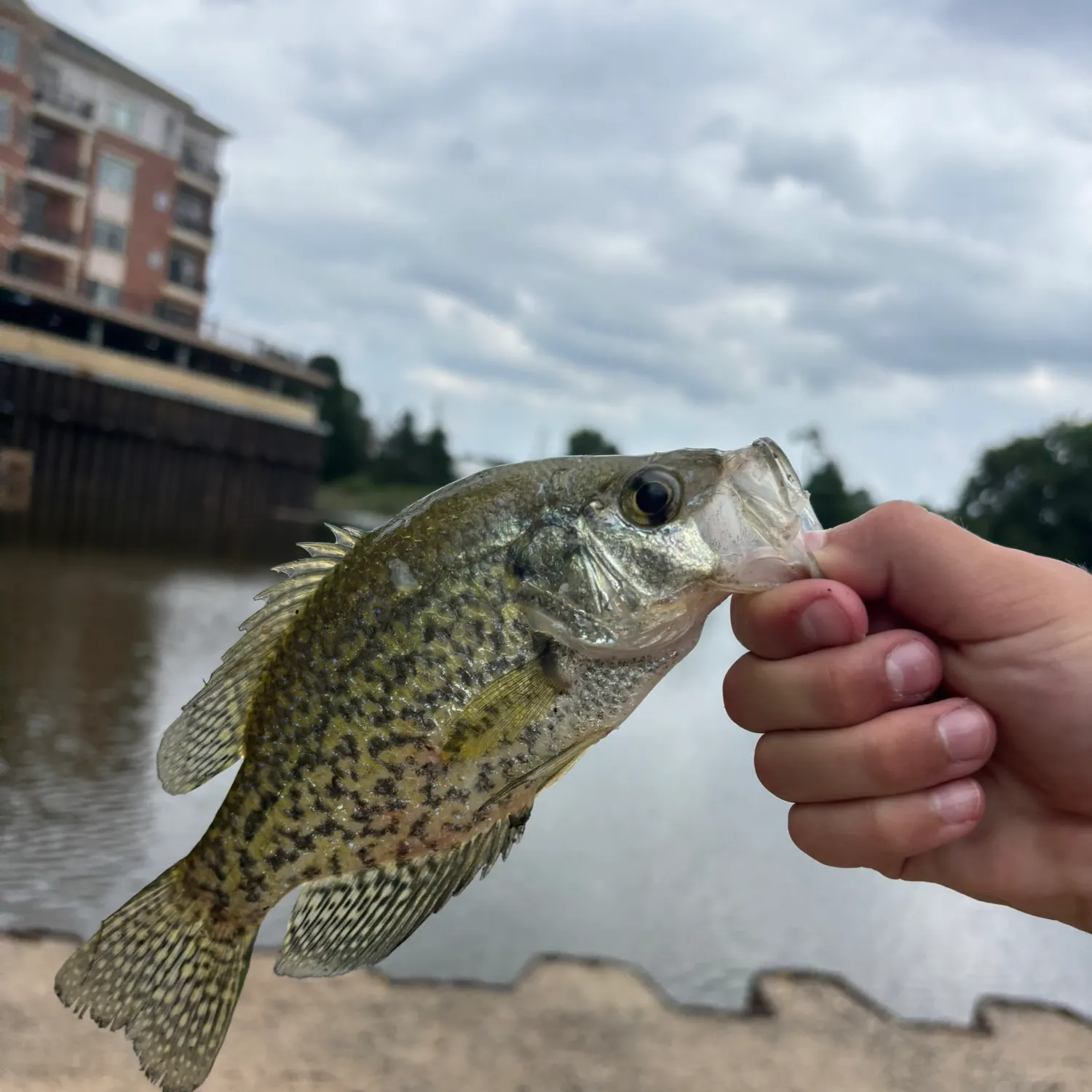 Black crappie caught on Fishbrain
