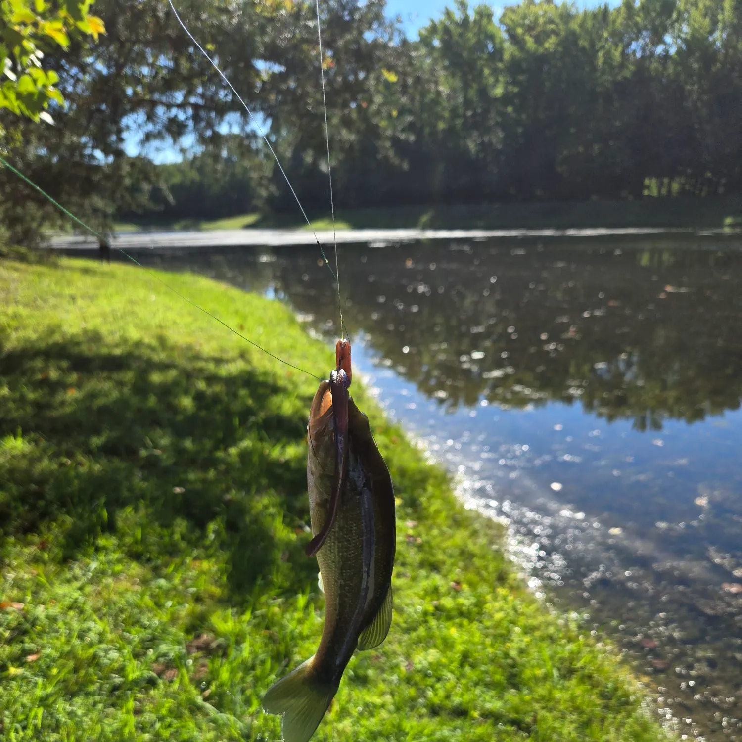 Largemouth bass caught on Fishbrain