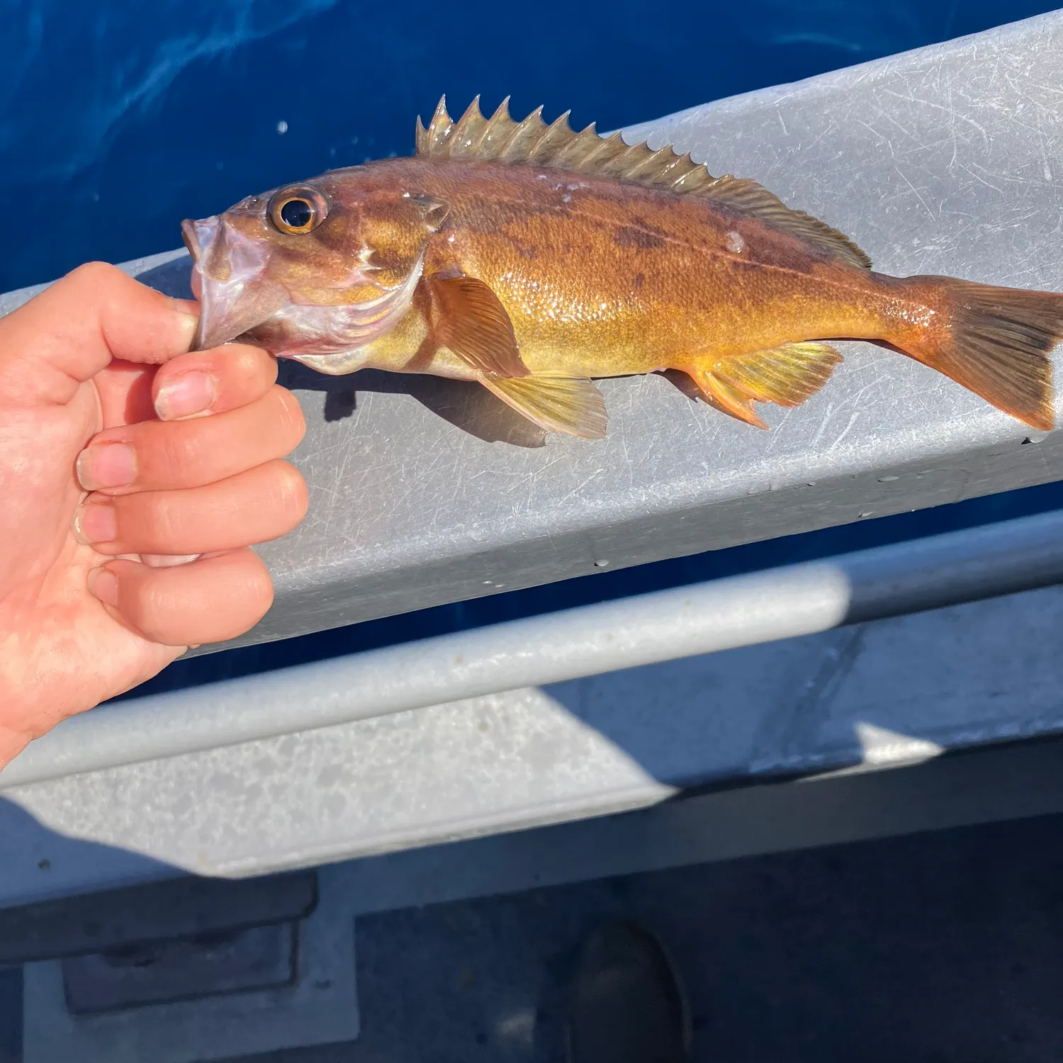The most recent Squarespot rockfish catches on Fishbrain