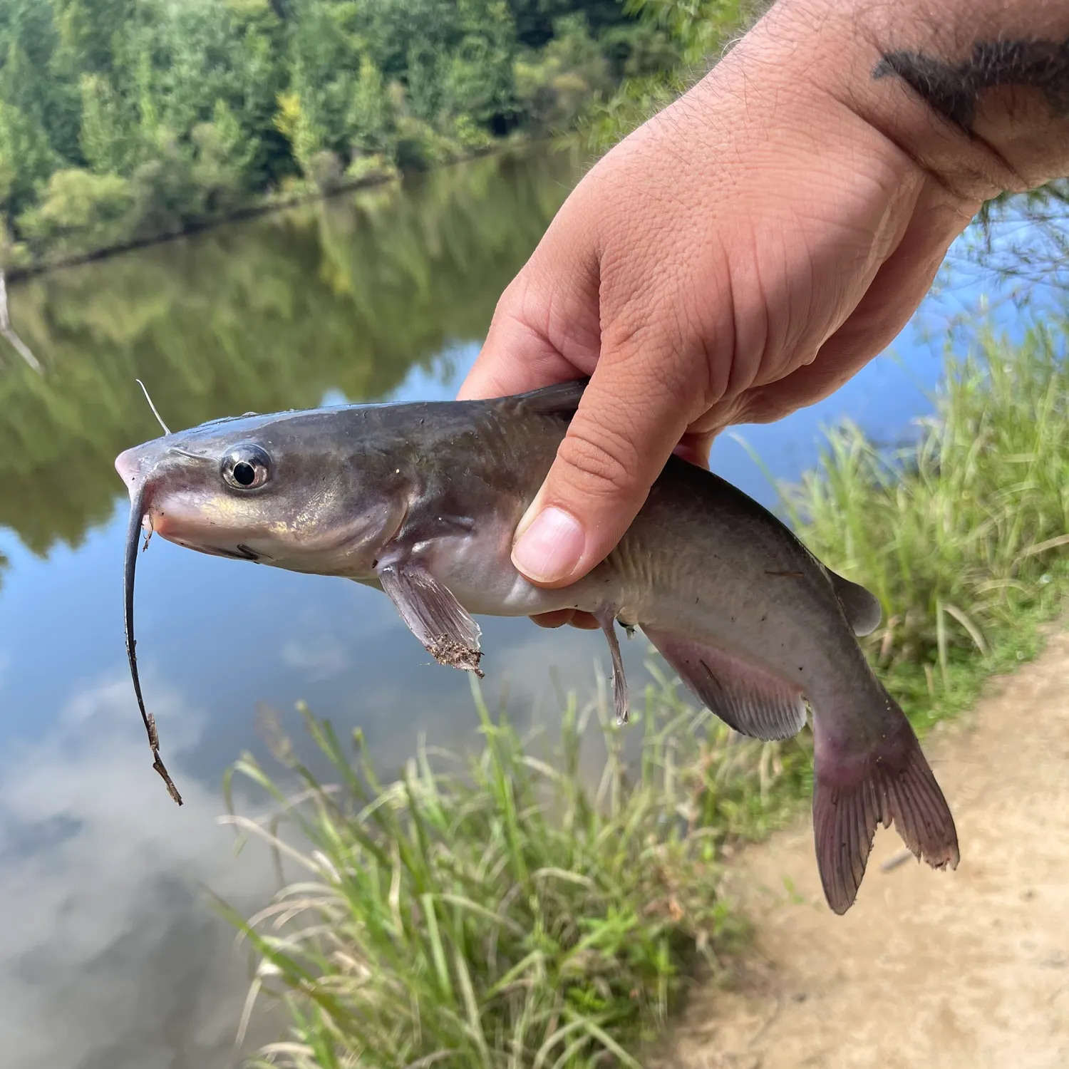 Fish caught on Fishbrain