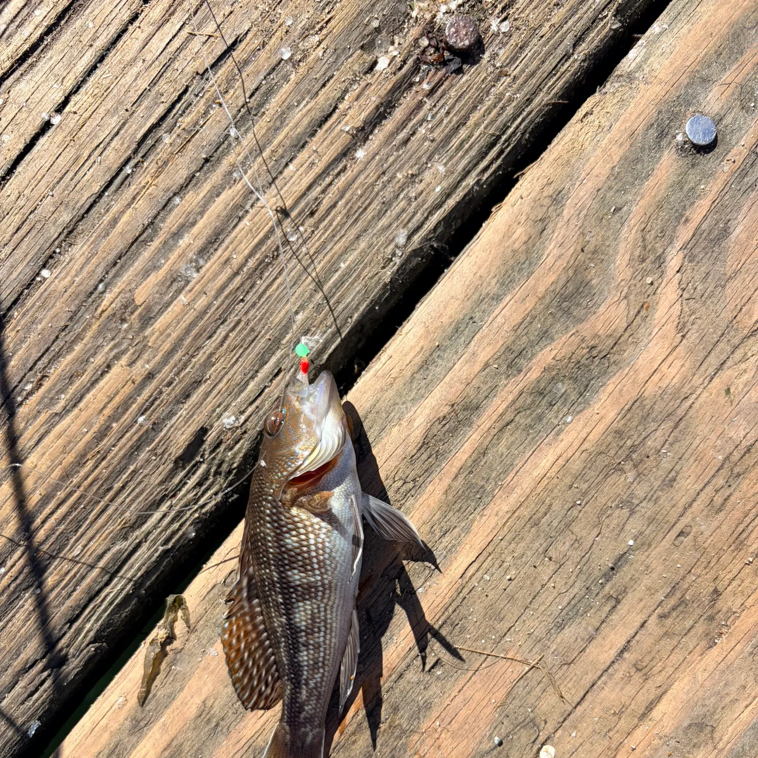 Black sea bass caught on Fishbrain